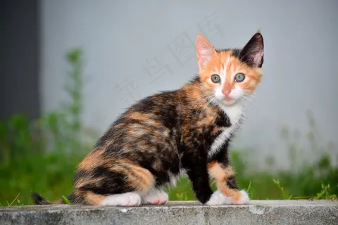 可爱多毛小猫图片 可爱多毛小猫图片