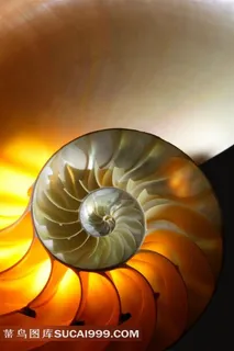 大海的贝壳和海螺素材