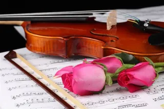 玫瑰花小提琴素材
