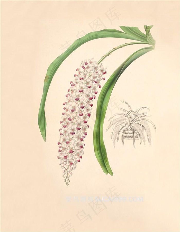 大硕的兰花彩绘插画图片