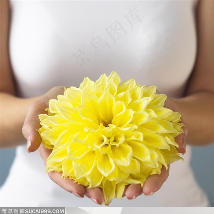 人物手势元素-手捧菊花手势特写