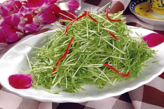 0911LCS-1016香菊松柳芽