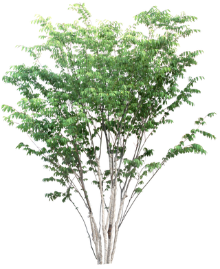 高清树木素材 免抠PSD植物素材 美术绘画园林贴图 树草灌木花草