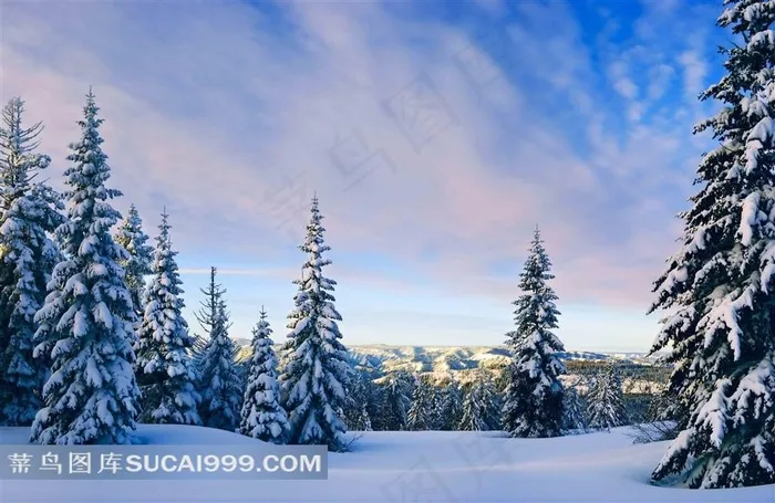 森林雪松风景图片