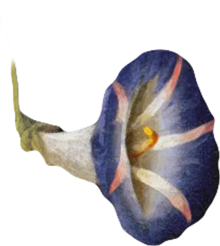 复古油画质感宫廷花卉植物花朵鲜花拼贴图案PNG免抠图片设计素材