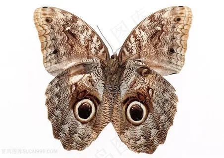 高清褐色眼斑蝴蝶标本图片