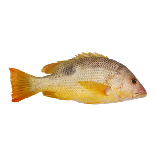 鱼类(29)海鲜超市商品红酒白底图免抠实物摄影png格式图片透明底