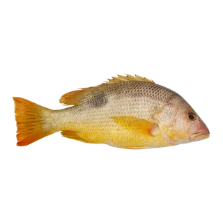 鱼类(29)海鲜超市商品红酒白底图免抠实物摄影png格式图片透明底