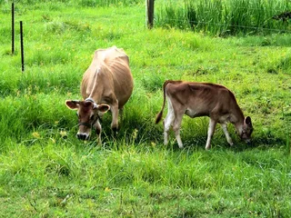 牛奶牛牧场牛奶草原原生态