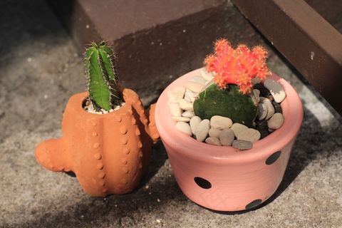 仙人掌盆栽花卉图片 仙人掌盆栽花卉图片