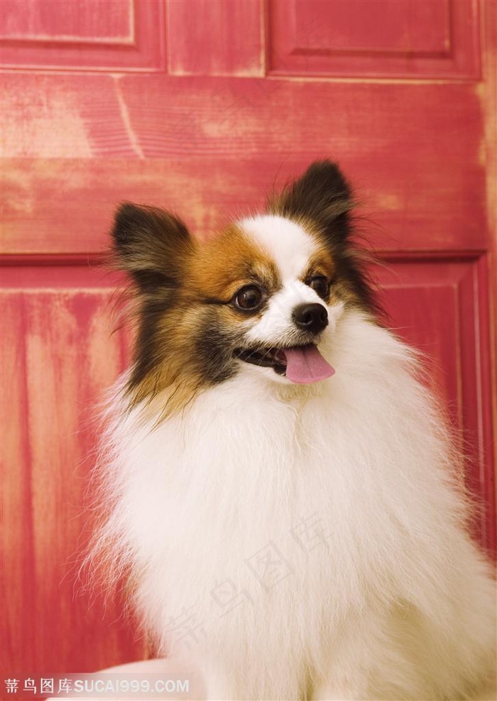 可爱狗狗-舔着舌头的狗狗蝴蝶犬