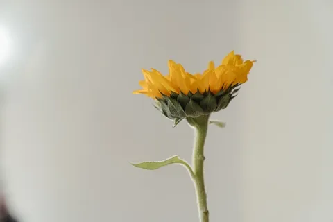 黄色向日葵摄影素材