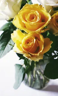 玫瑰花摄影图情人节玫瑰花配图图片 玫瑰花摄影图情人节玫瑰花配图图片