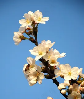 日本樱花高清图片下载 日本樱花高清图片下载