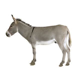 免抠毛驴实物摄影图片