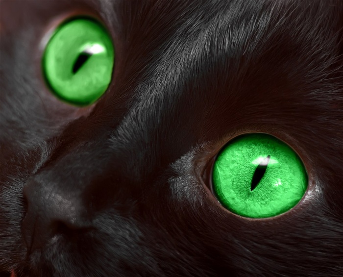 绿色眼睛的小黑猫