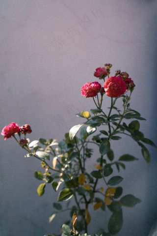 红色康乃馨花高清图片