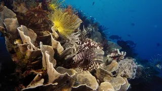 海洋海底珊瑚海水鱼群高清背景