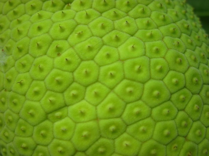 绿色水果皮肤纹理图片