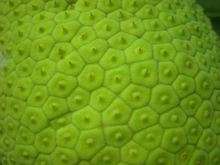 绿色水果皮肤纹理图片
