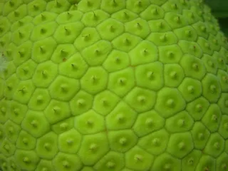 绿色水果皮肤纹理图片