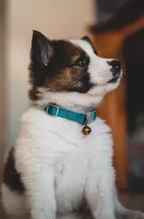 可爱呆萌幼犬图片 可爱呆萌幼犬图片