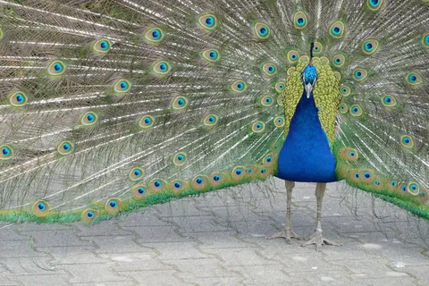 蓝孔雀开屏图片