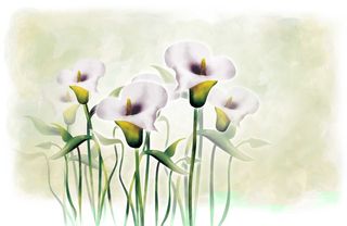 白色简约淡雅喇叭花百合花小花鲜花插图插画海报背景图片素材