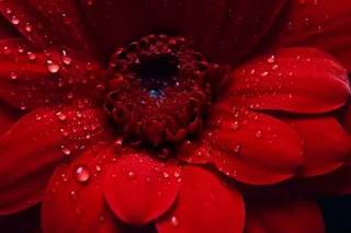 红色菊花暗红细节特写摄影图