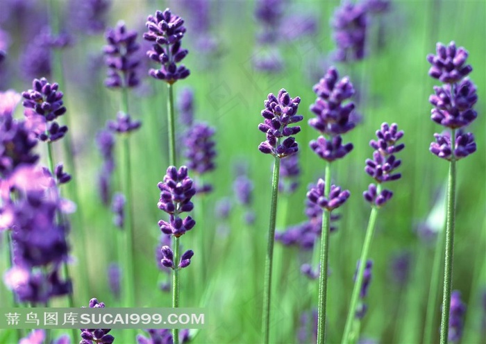 紫色的熏衣草花丛鲜花图片