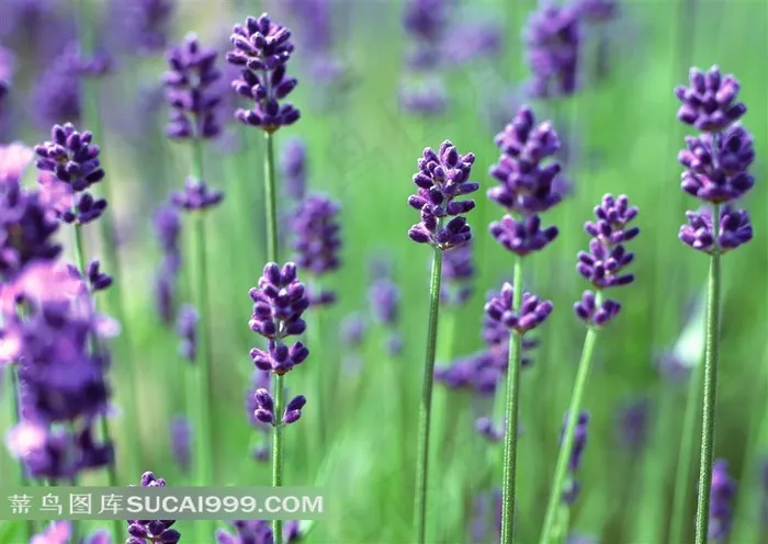 紫色的熏衣草花丛鲜花图片