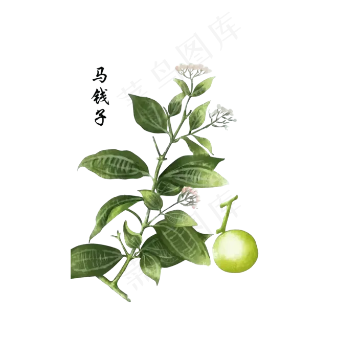 手绘草本中药药材马钱子
