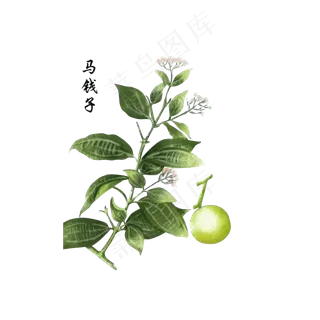 手绘草本中药药材马钱子