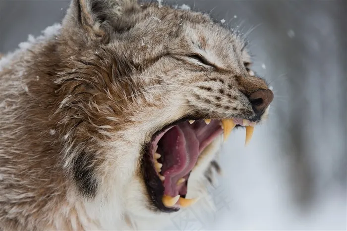 冬天里张大嘴巴的猫高清图片