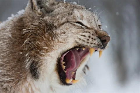 冬天里张大嘴巴的猫高清图片