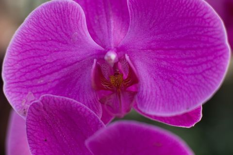 蝴蝶兰微距花朵图片