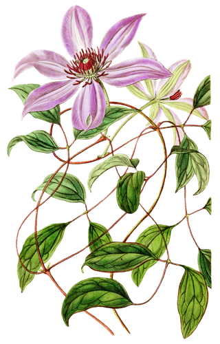 复古手绘植物花卉玫瑰花PNG免扣图案高清图片PS设计素材图