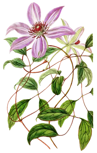 复古手绘植物花卉玫瑰花PNG免扣图案高清图片PS设计素材图