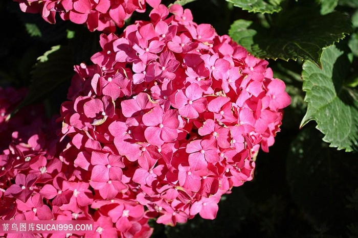 高清唯美粉色绣球花图片