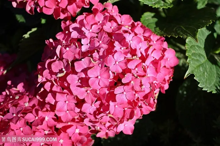 高清唯美粉色绣球花图片