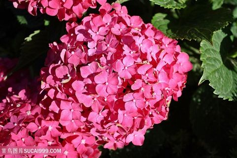 高清唯美粉色绣球花图片