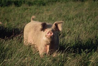 猪动物家畜畜生养猪农村牧场养殖黑猪