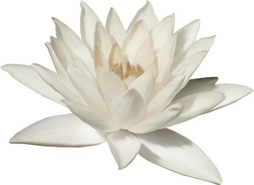 莲花 PNG免抠(500x365)