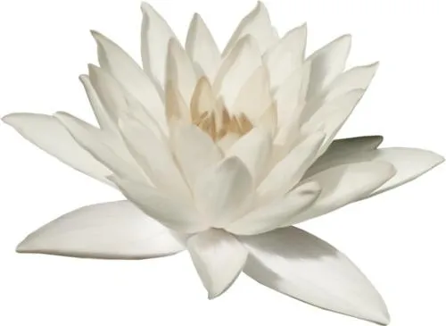 莲花 PNG免抠(500x365)