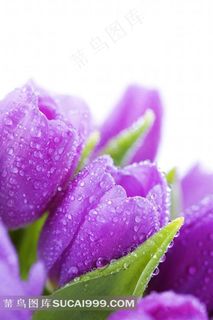 高清紫色郁金香图片素材