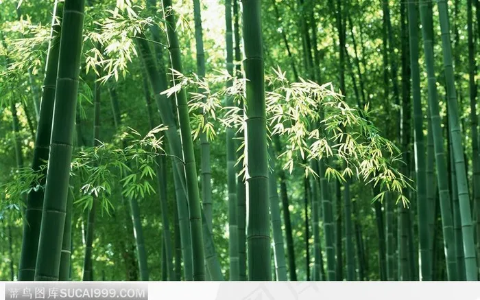 茂密的竹林