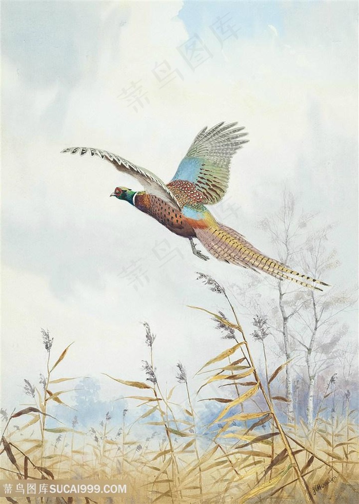 约翰.哈里森野鸡高清风景画