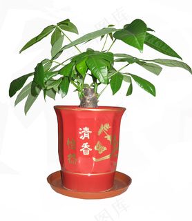 小发财树图片 小发财树图片