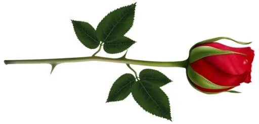 玫瑰 PNG免抠(600x288)