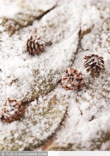 被薄雪覆盖的落叶和果实